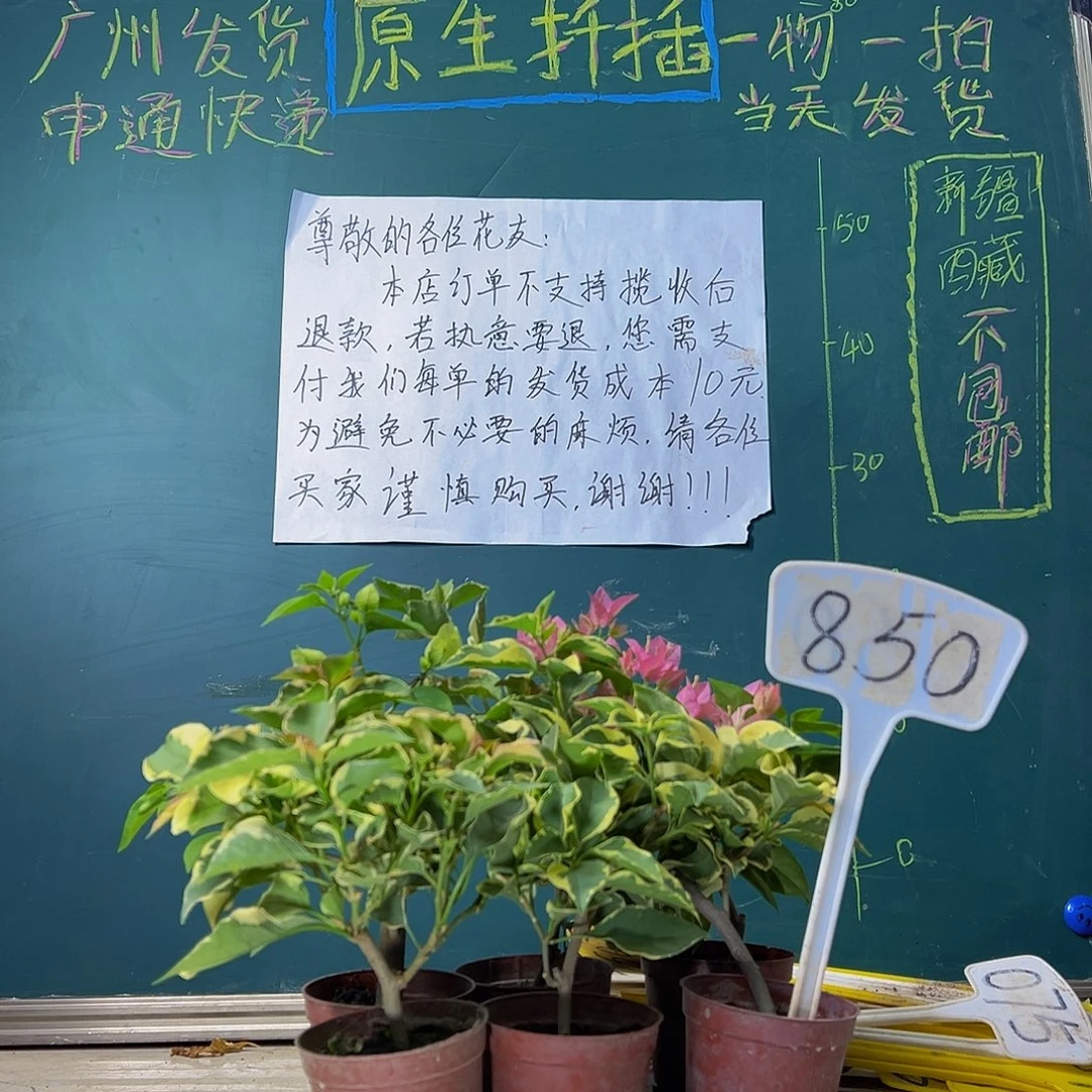 当前无花栽培后可以开花福利 六棵掌中宝850