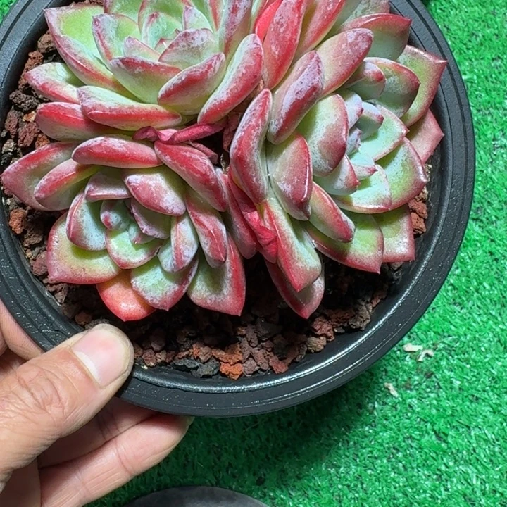 3头泡芙Hhhhhhhhhhhhh