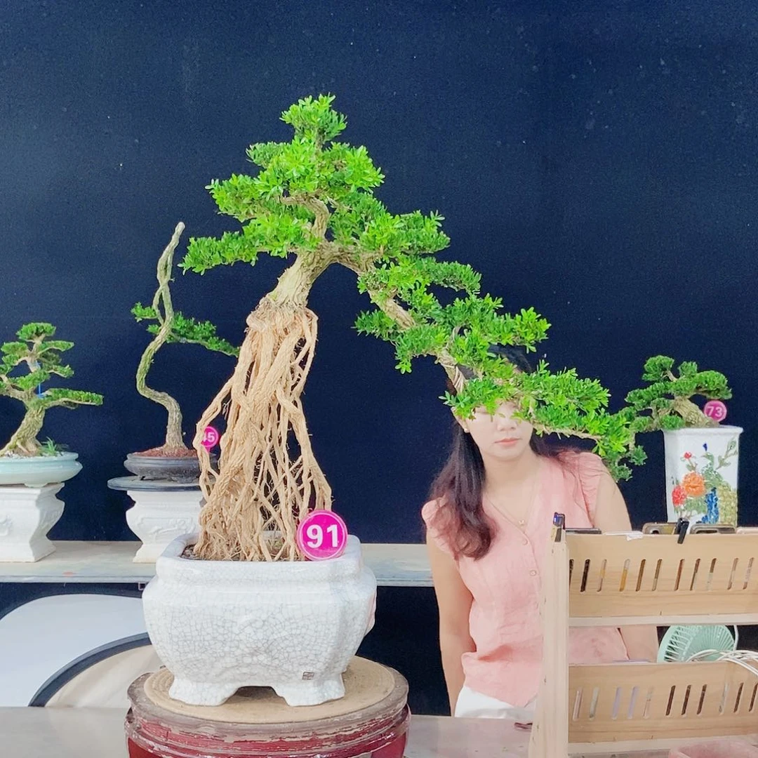 当前无花朵，栽培后可花朵