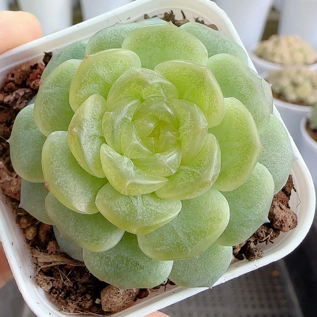 1112-137（无尽灯）