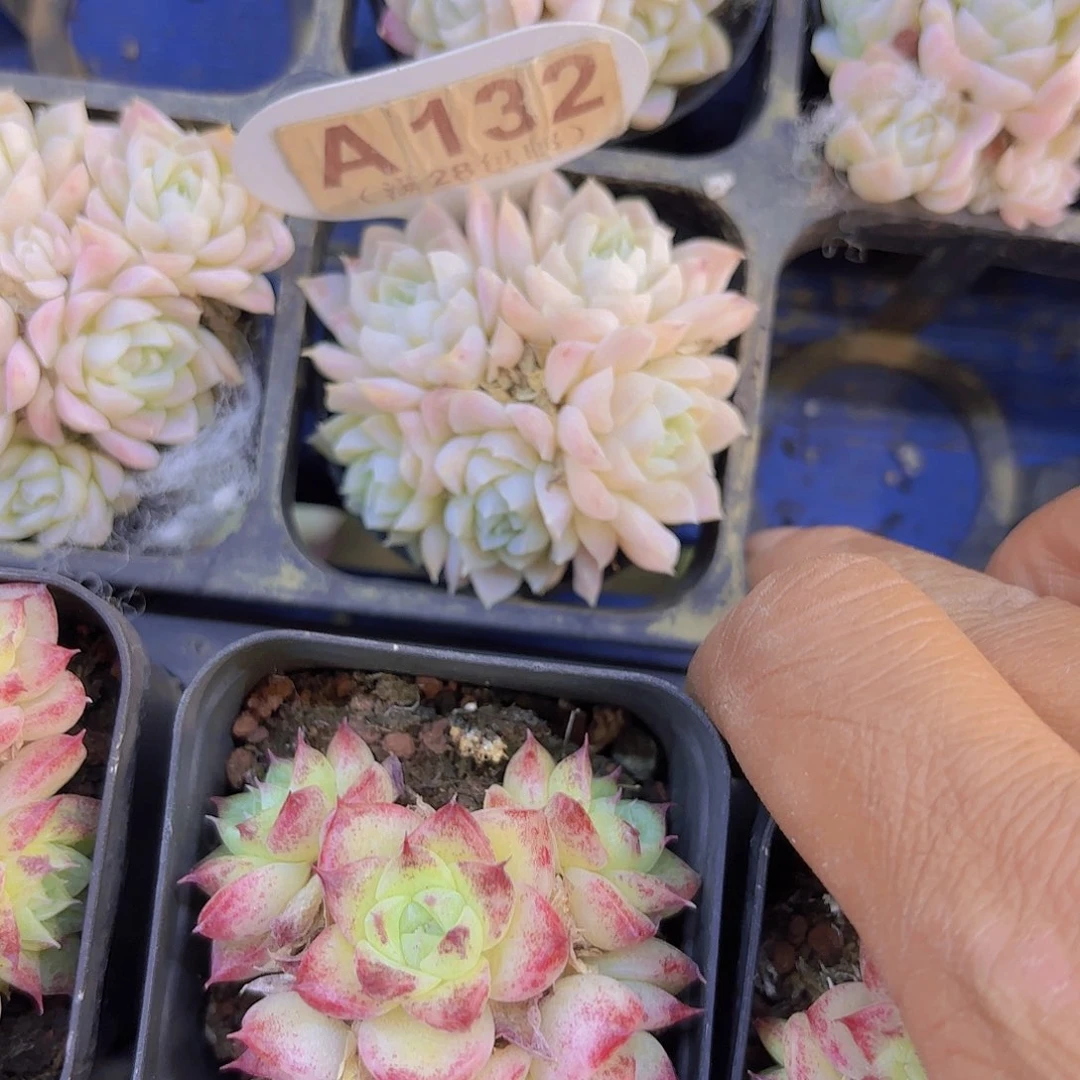 A132冰晶一物一拍