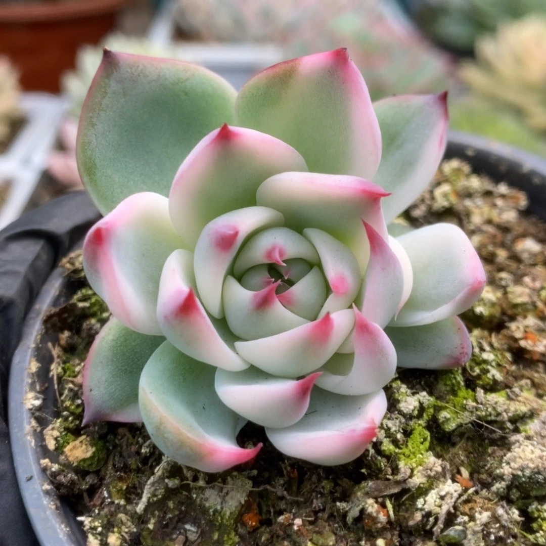 117锦锦锦锦锦锦锦