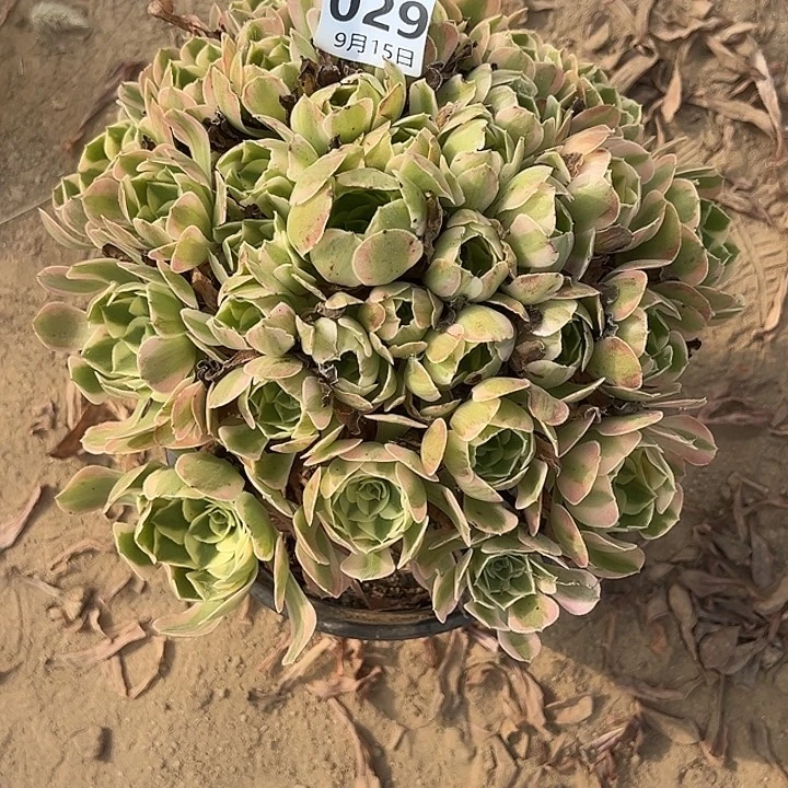 9.15-29妖月多肉植物4
