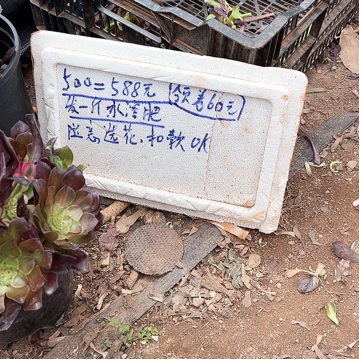 寄养链接、预存金额、