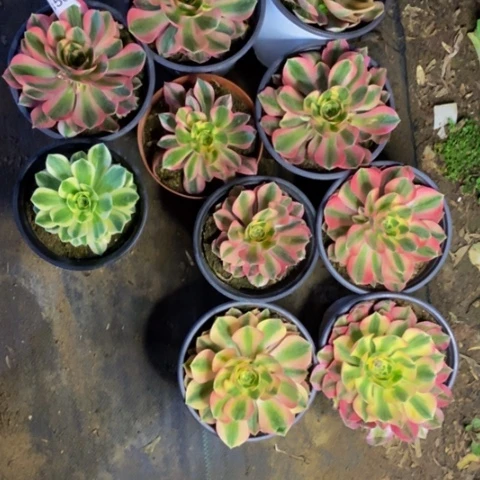 10盆多肉植物3500