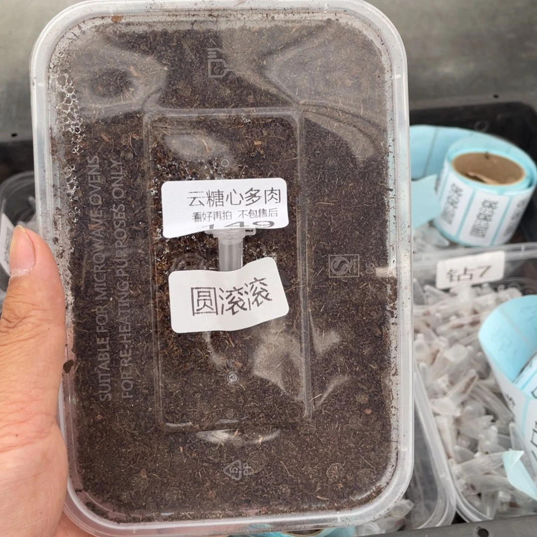 云糖心多肉植物149