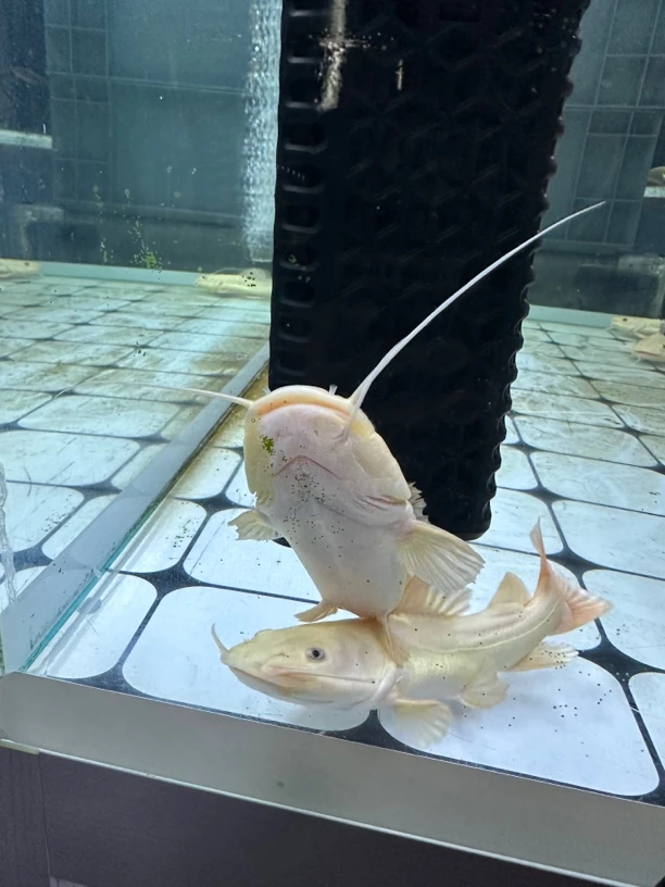 缺胡须黄金招财猫热带猛鱼（运费自理）