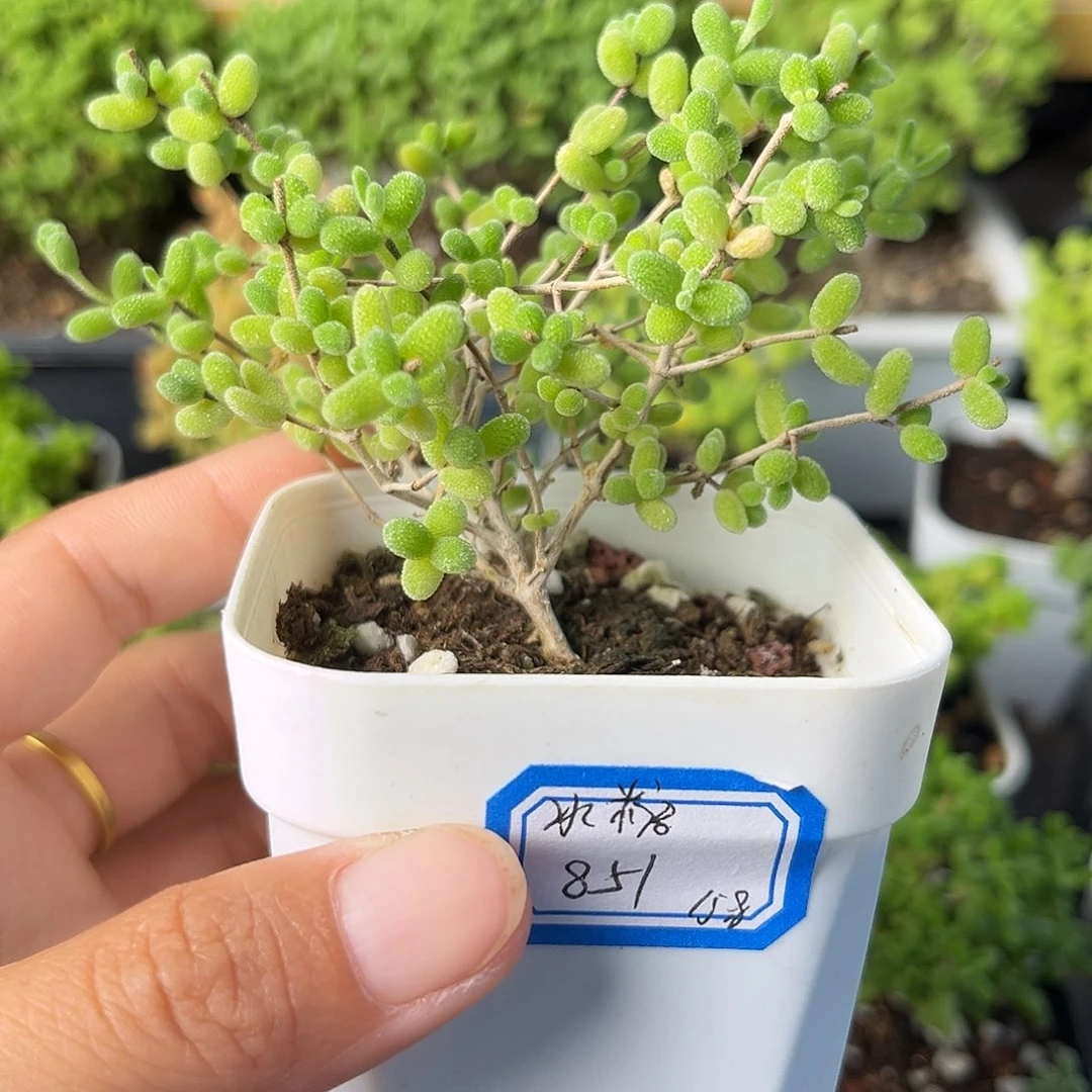 851冰糖。