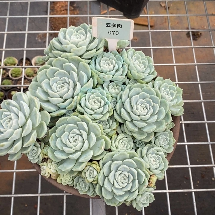 x070-直播福利 捧花