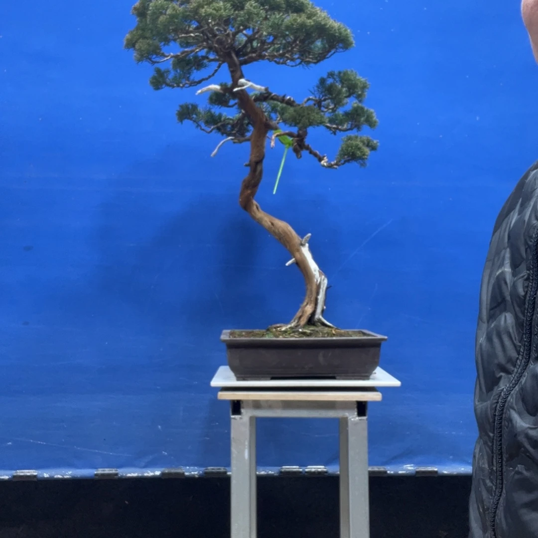 无花朵888888888888