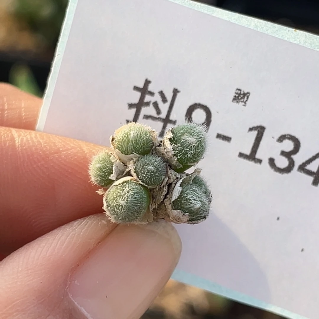 9-134毛球多肉植物