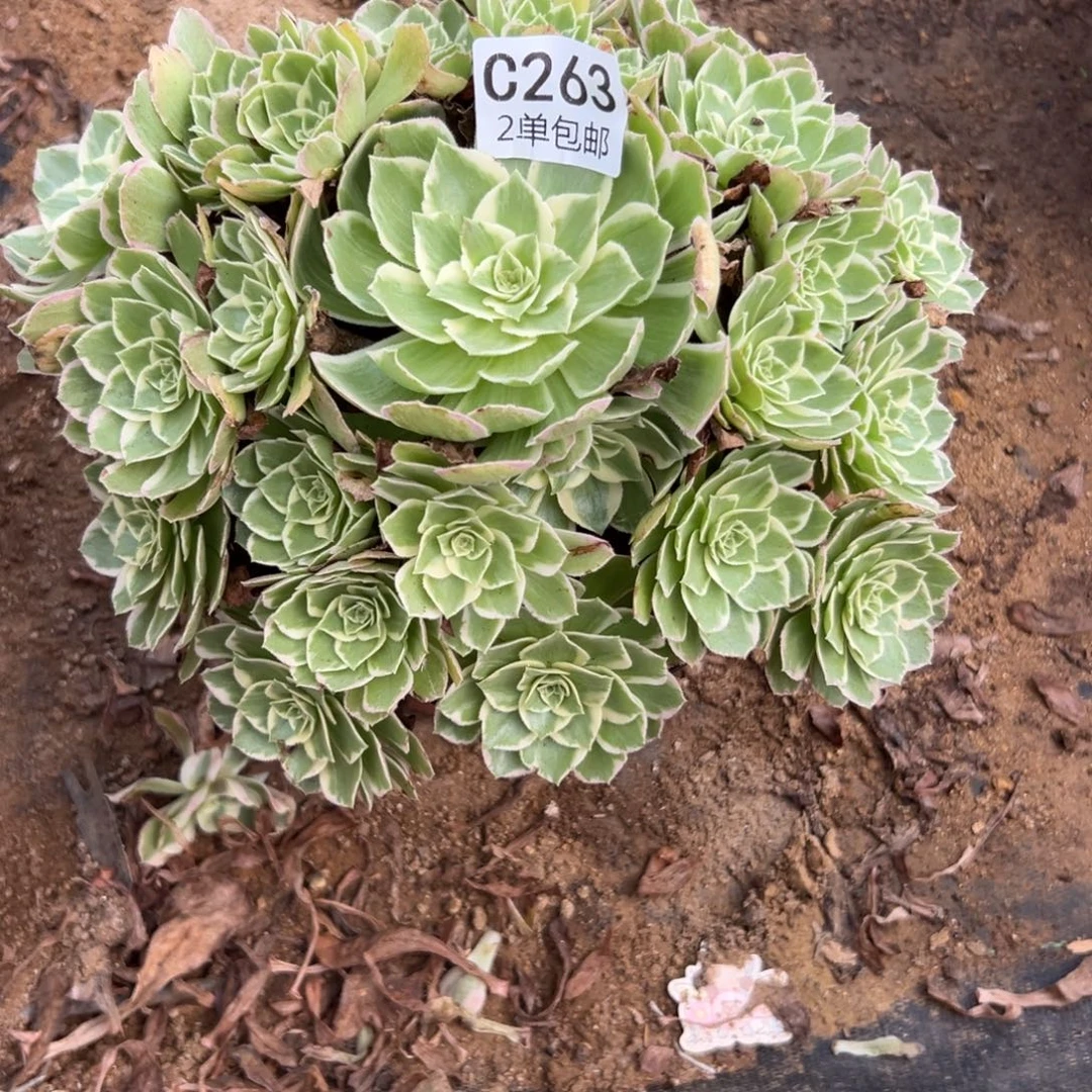 263多肉  水蜜桃 不包断头