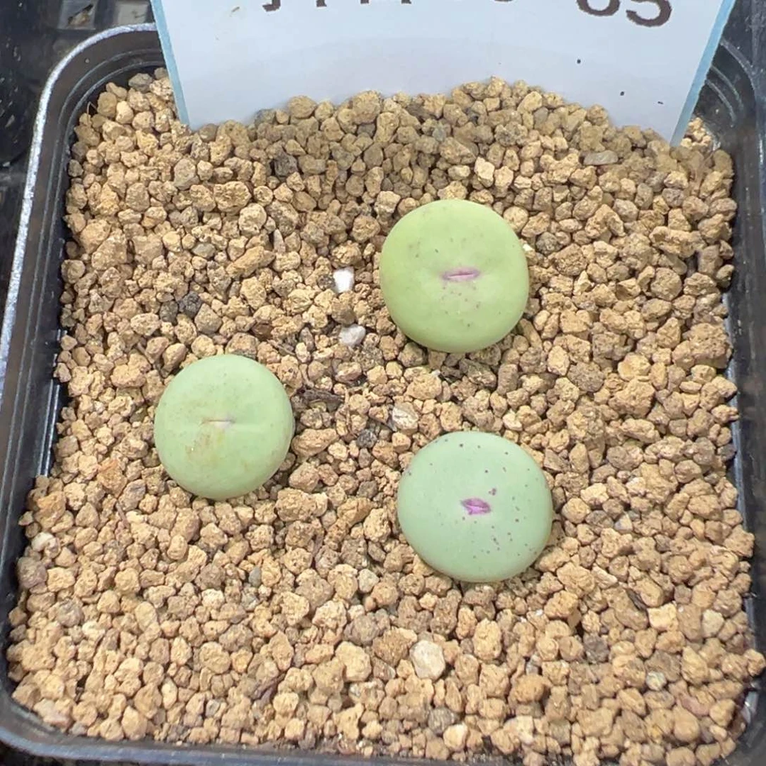 30-85红嘴多肉植物，