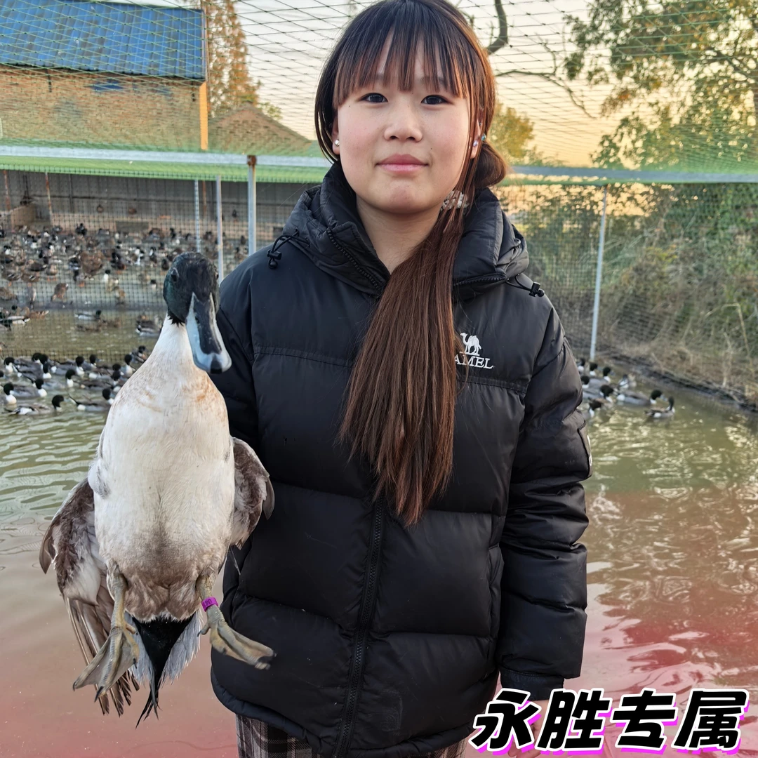［永胜专属］纯粮喂养二代长颈飞鸭（1只）鸭子正宗农家散养鸭子