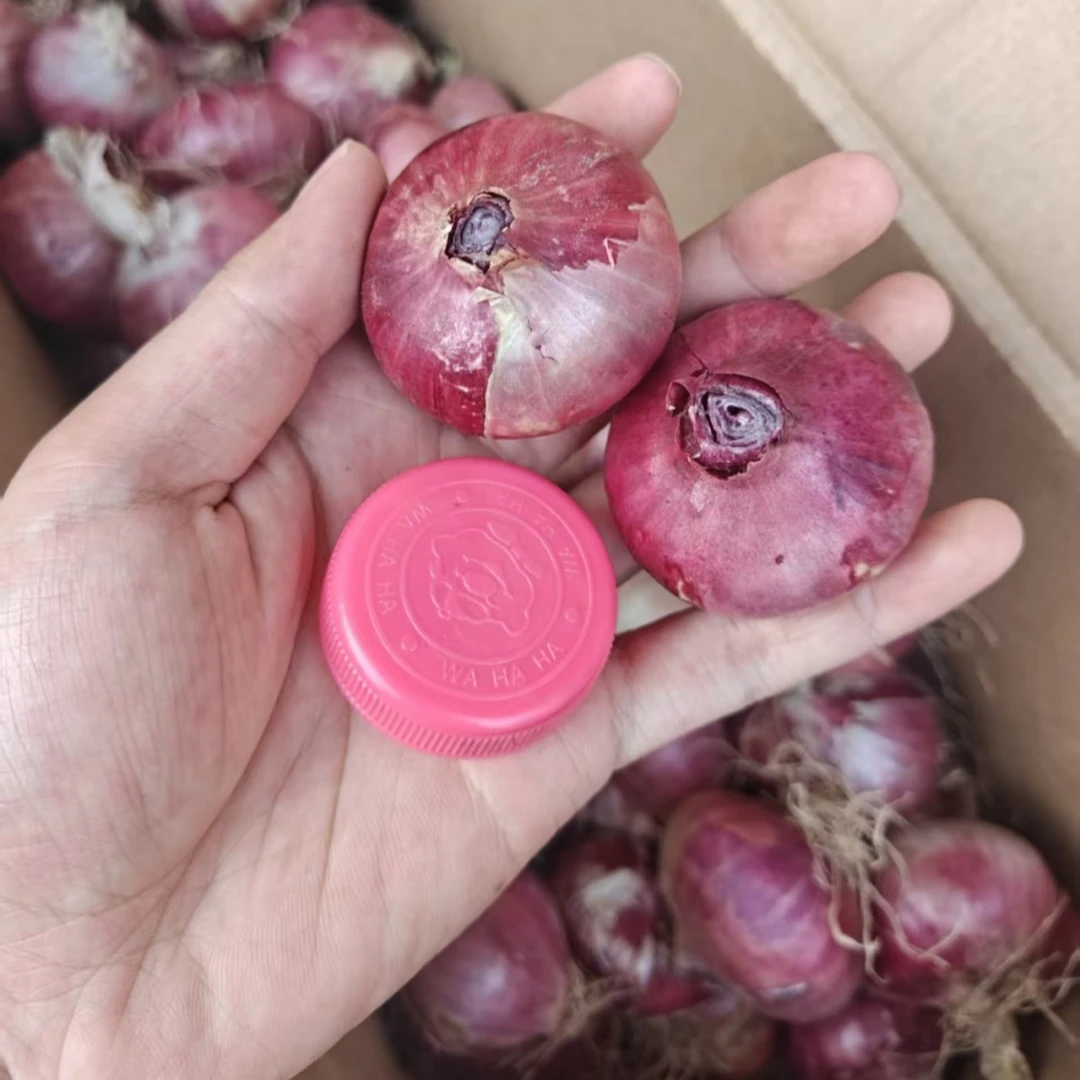 2025迷你小洋葱小葱头可生吃凉拌紫皮小洋葱鲜嫩多汁炒菜红皮洋葱