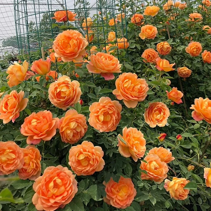 夏洛特夫人月季爬藤蔷薇花苗庭院阳台藤本植物苗大花浓香四季开花