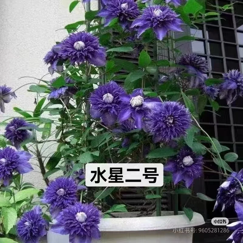 铁线莲   二类早花重瓣【水星二号】丰花耐热耐寒 阳台爬藤庭院花卉
