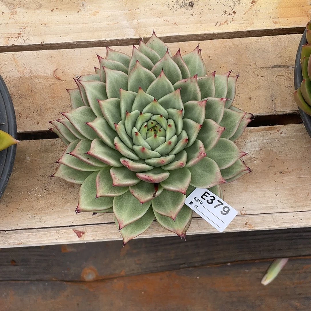 若如东云单拍E379