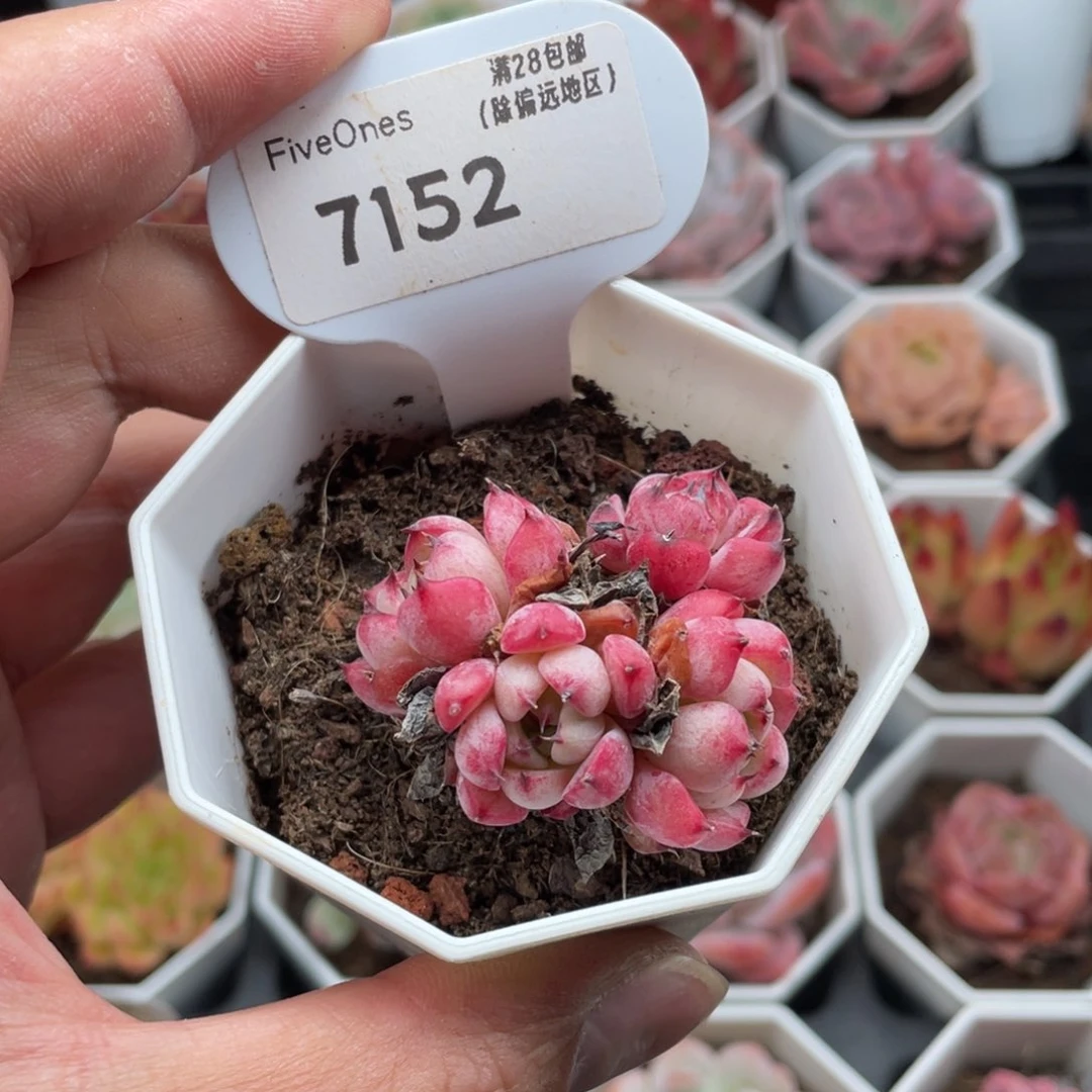 7152沙罗姬4厘米
