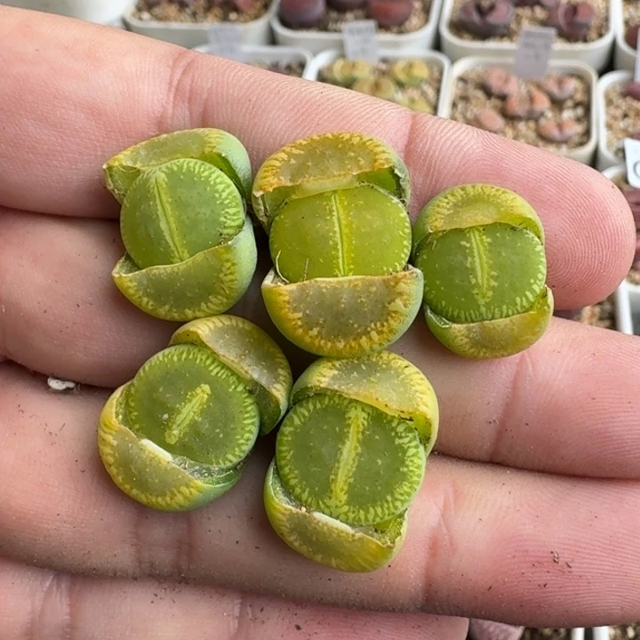 G305绿光阳大窗两年多肉