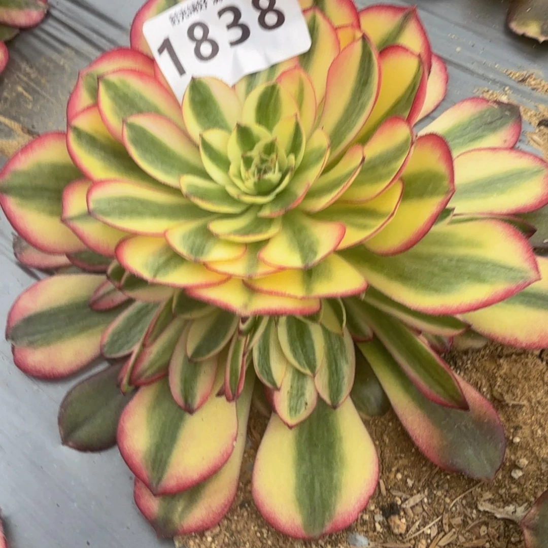 1838荔枝。多肉植物