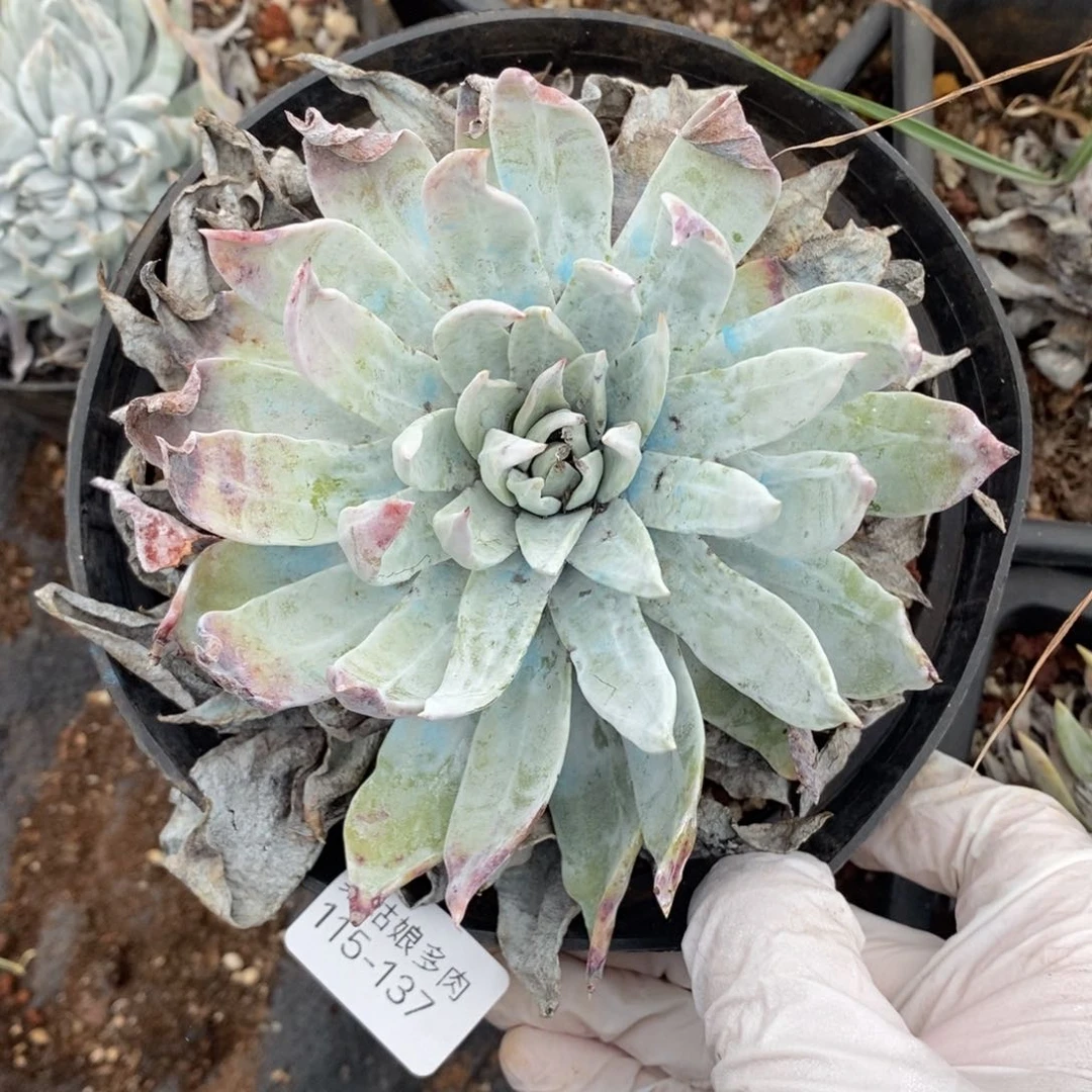 137号莫然伊小可爱