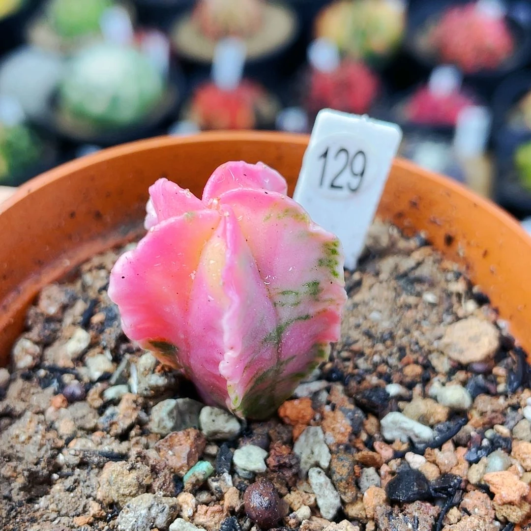 非偏远地区满25裸根发货