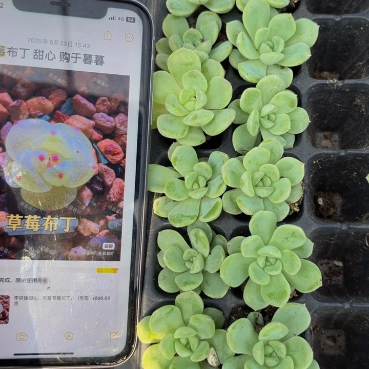 可爱草莓布丁，满16包邮