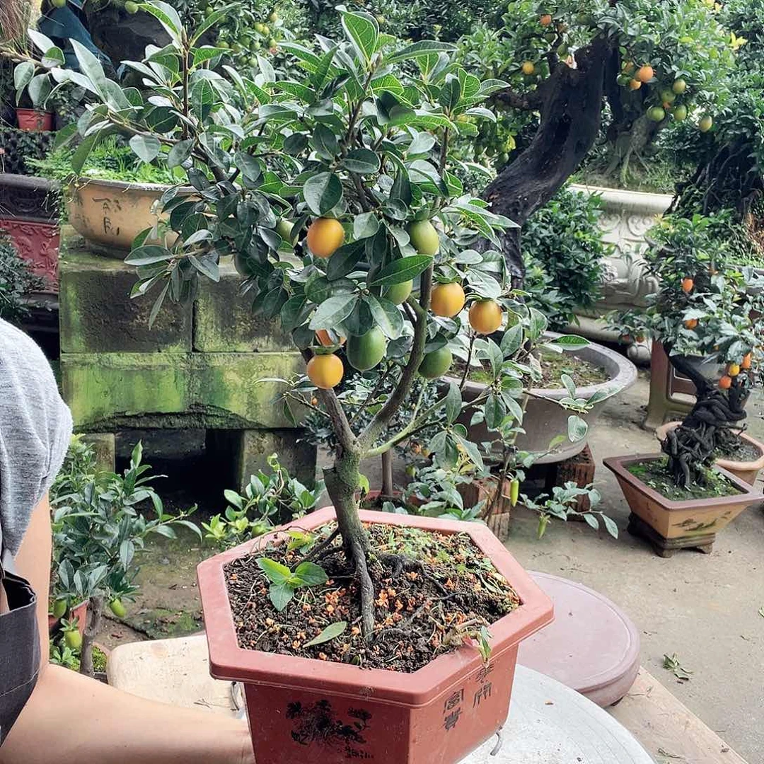 金弹子盆景喜欢的来来