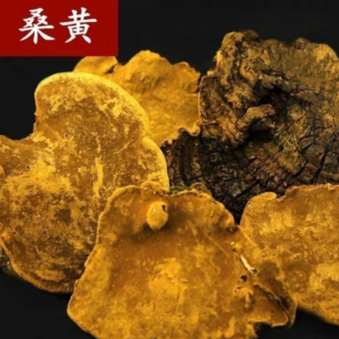 高山自采【野生桑黄】滋补养生煮水煲汤佳品