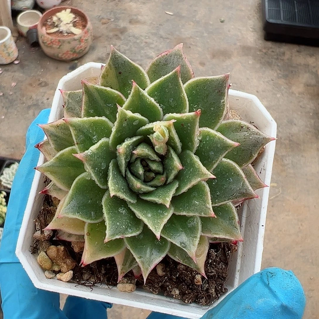 皮皮虾锦，多肉植物