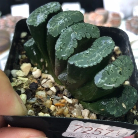 7257，北斋玉扇如图