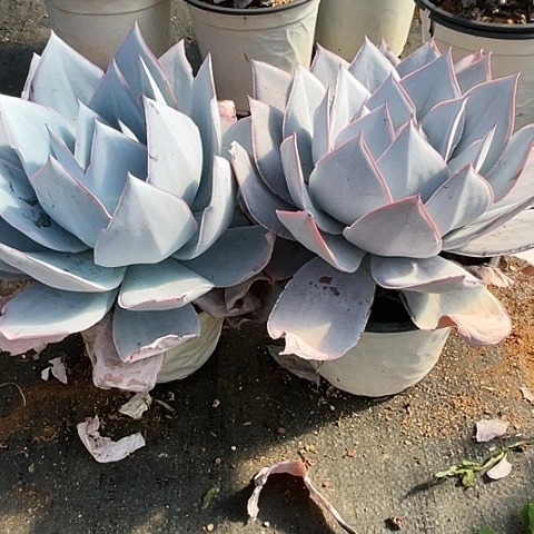 庄**宝57 号广寒宫 2棵