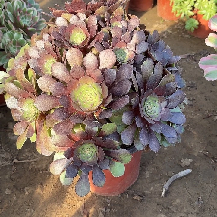 多肉植物桃花石07