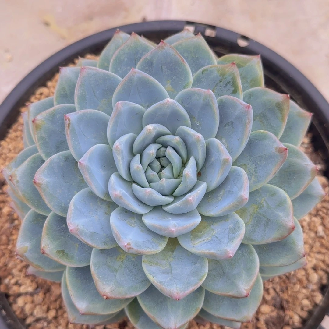 不开花植物月神多肉植物一物一拍