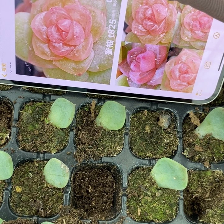 穴盘蜜柚825芽苗一个多肉