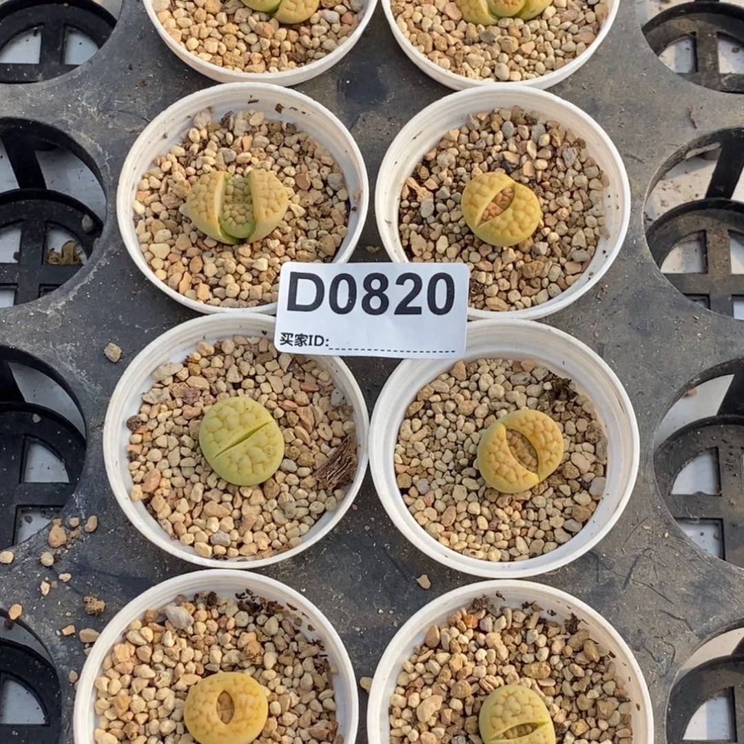 0820 黄绿富贵8盆 带盆发