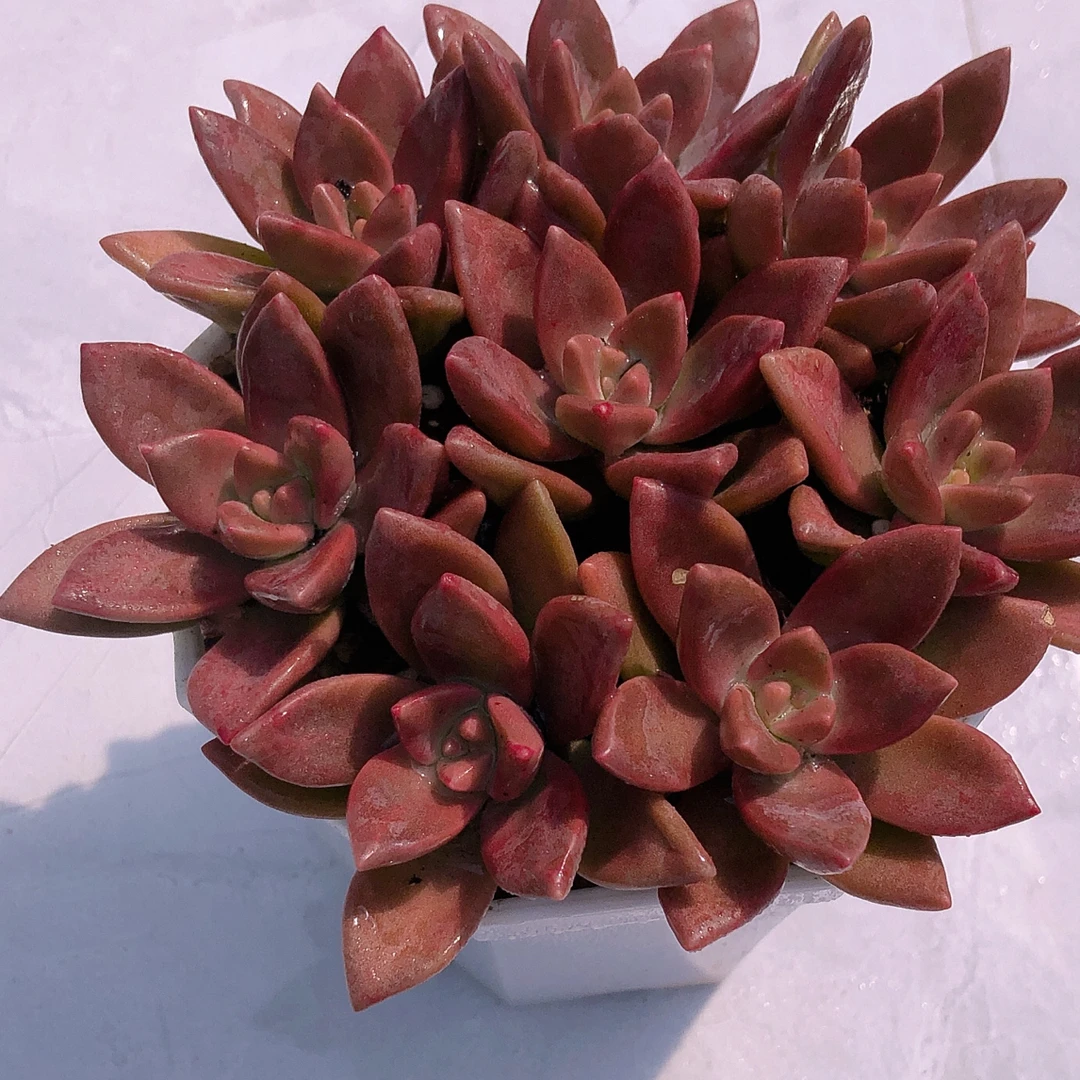 布丁八颗颗送八角盆土多肉植物