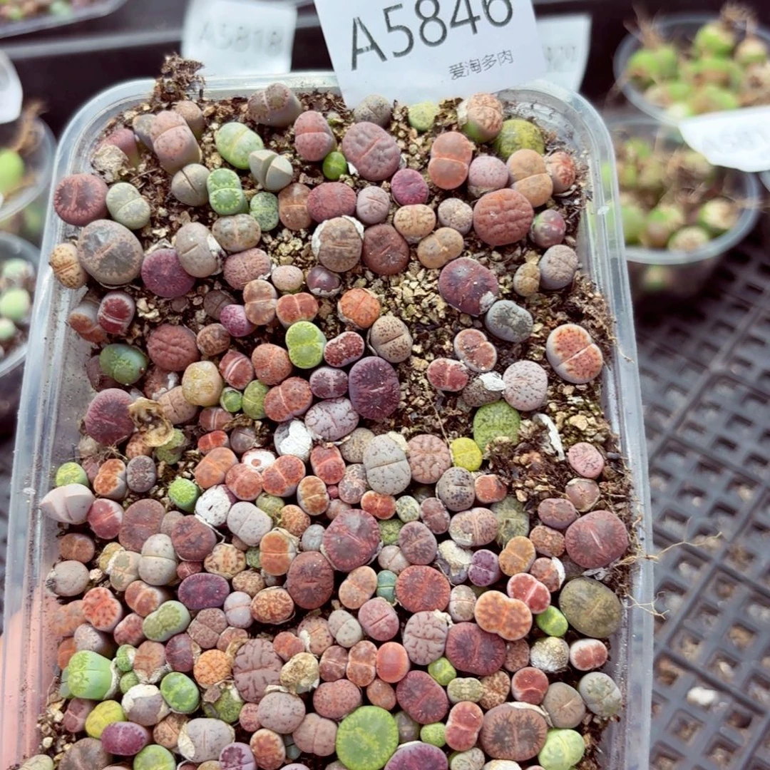 5846–生石花 生石花