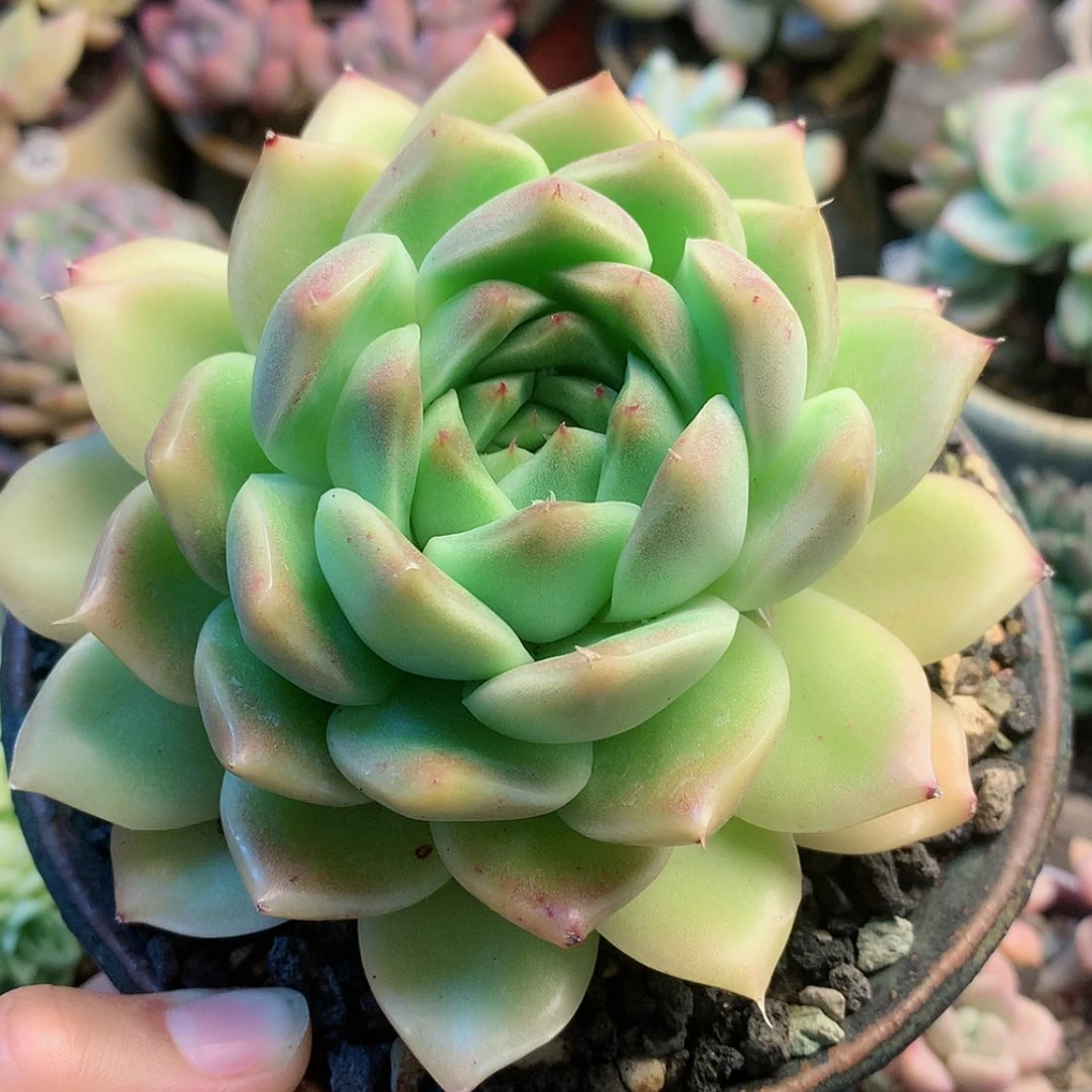 【闪购商品】柒*七宝