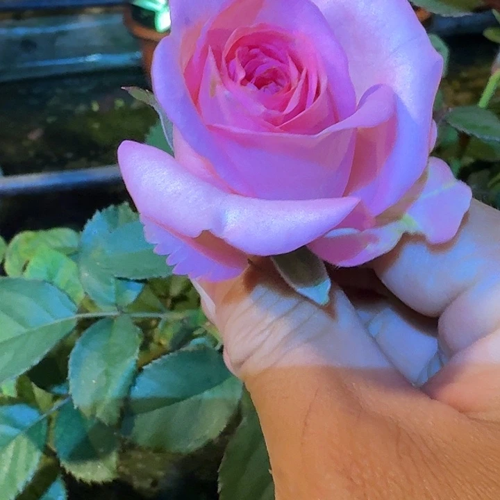 无花朵满足根接小苗