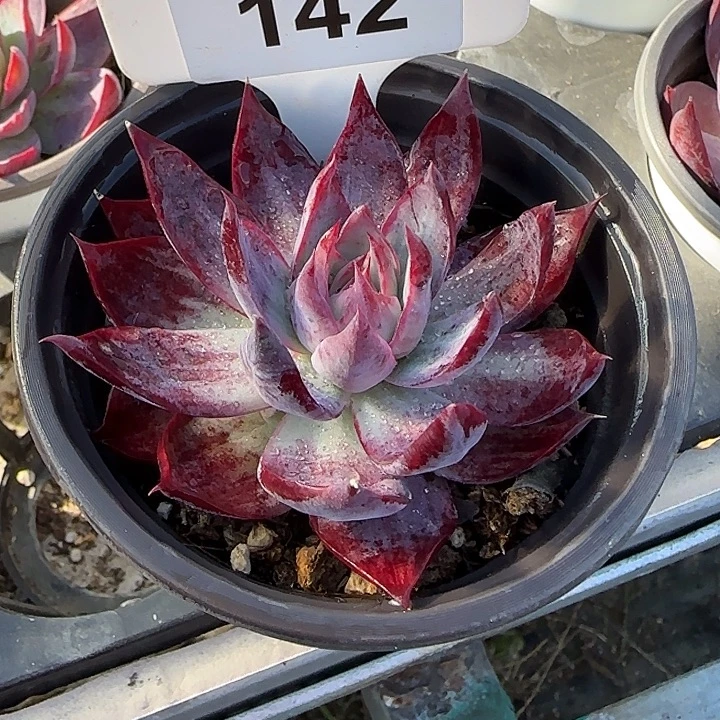 燕***姐142 惊鸿仙子多肉植物