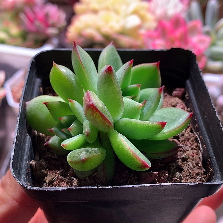 月亮石锦锦双头锦锦