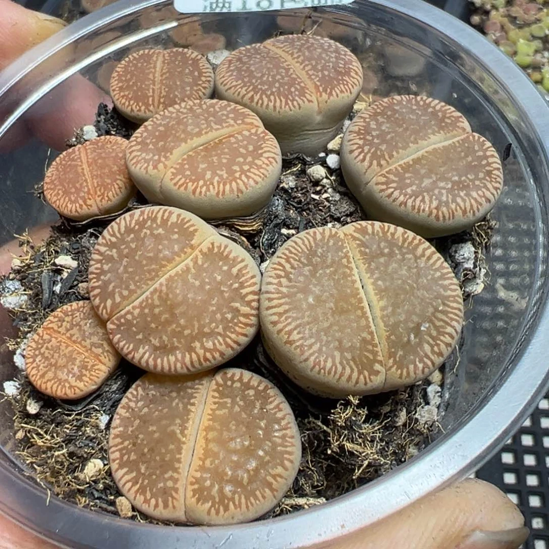 【闪购商品】 840。