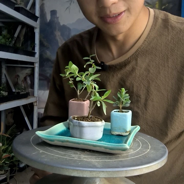 凊*中青园艺一物一拍273