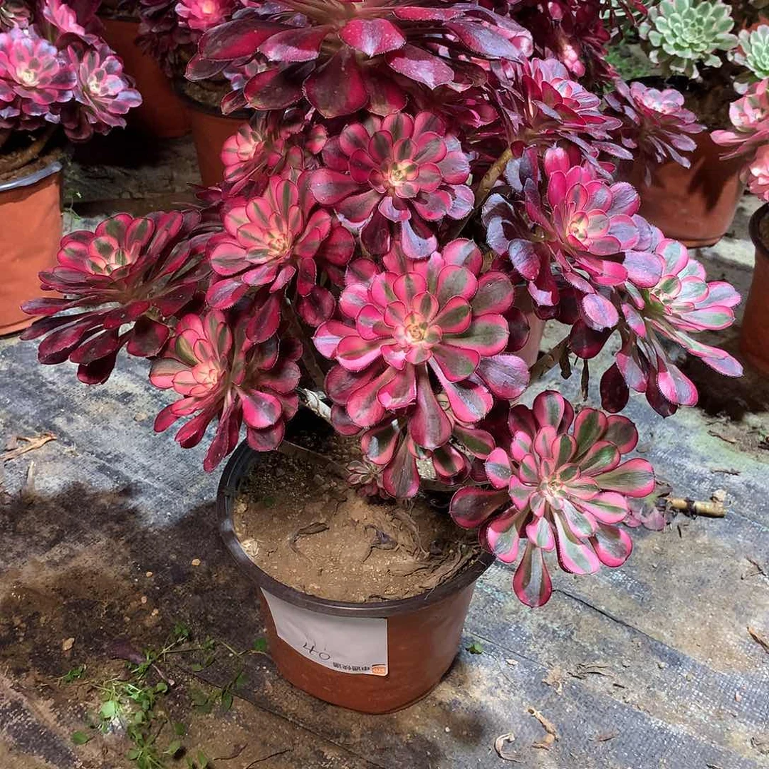 芳*多肉多肉多肉多肉40