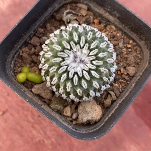 金巧殿单3仙人球