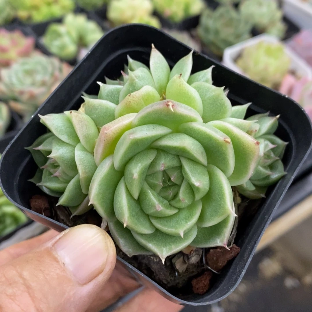 精品多肉一物一拍不包整19