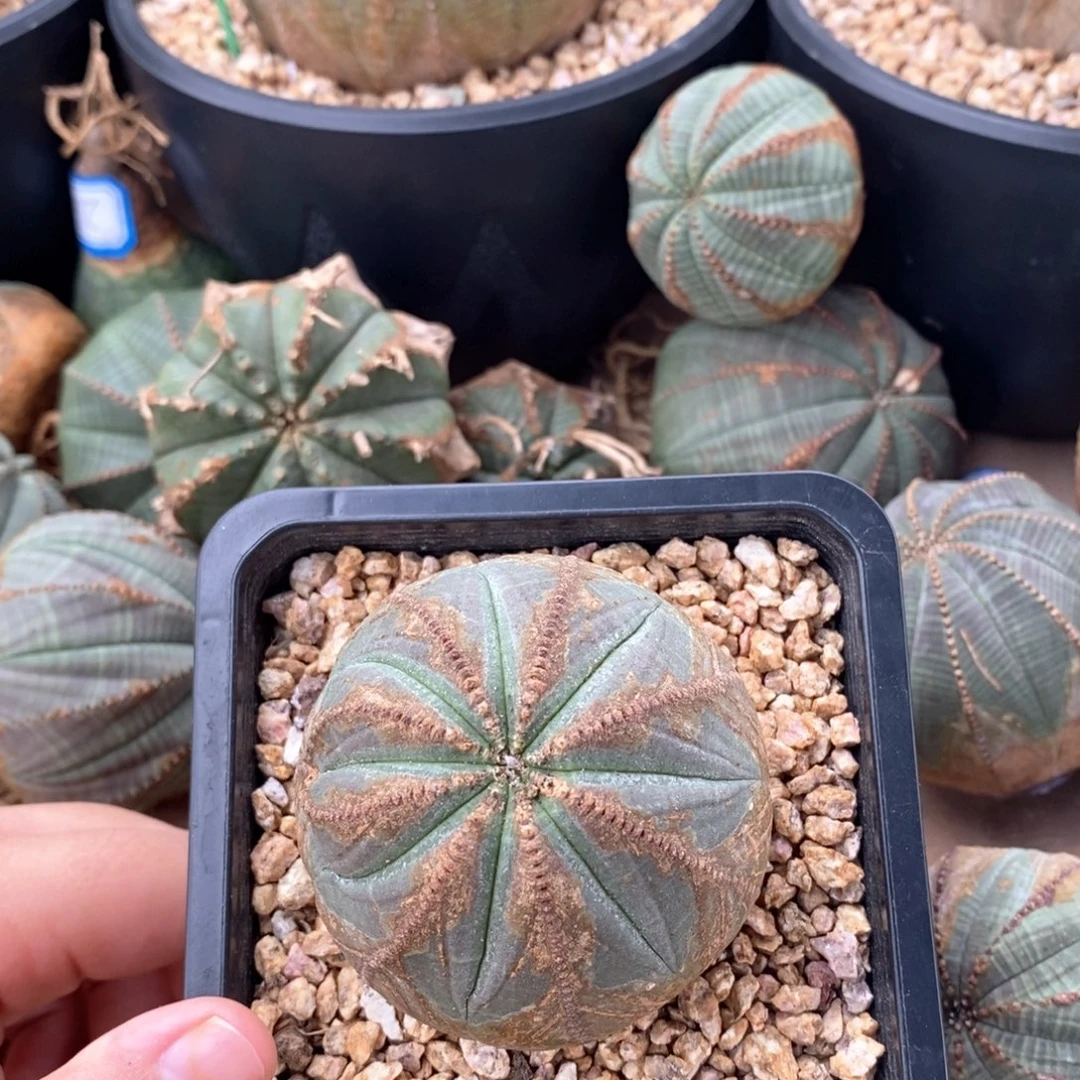 50欧系实生布纹球一物一拍