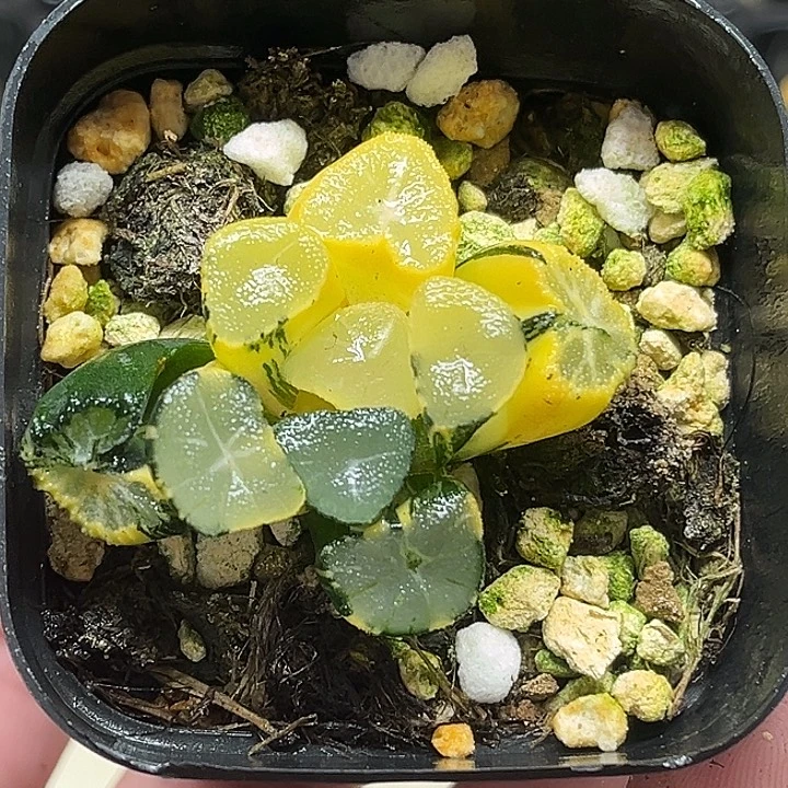 202玉龙万象锦（根弱）